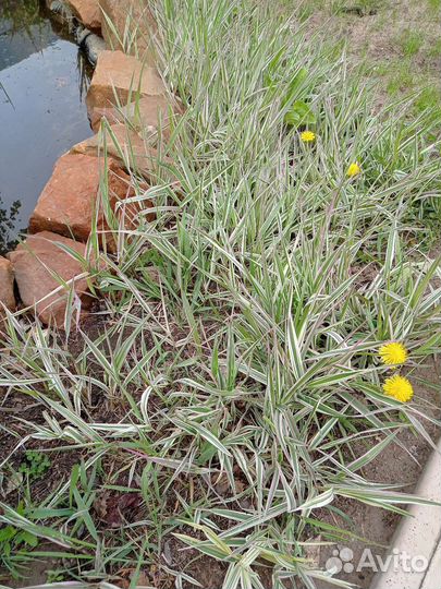 Многолетние садовые почвопокровники