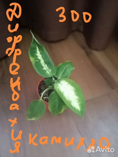 Панданус, фикус и др