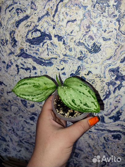 Домашние растения