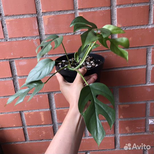 Рафидофора тетрасперма