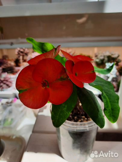 Молочай Миля (Euphorbia milii) крупноцветковый