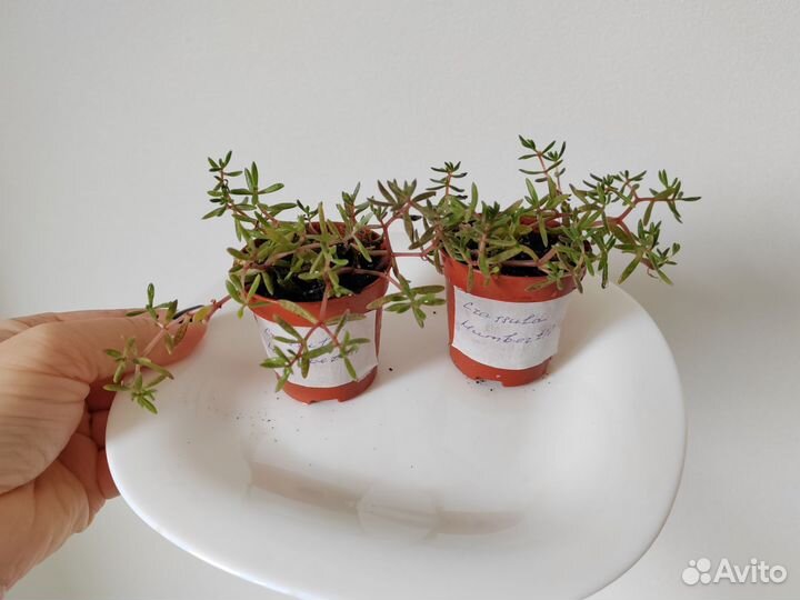 Crassula Humbertii