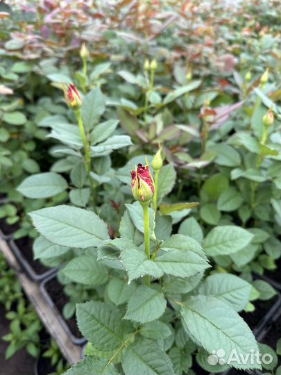 Саженцы Роз оптом и розница