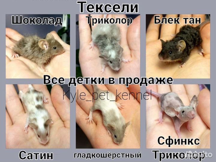 Декоративные сатиновые мышки, кучерявые, сфинкс