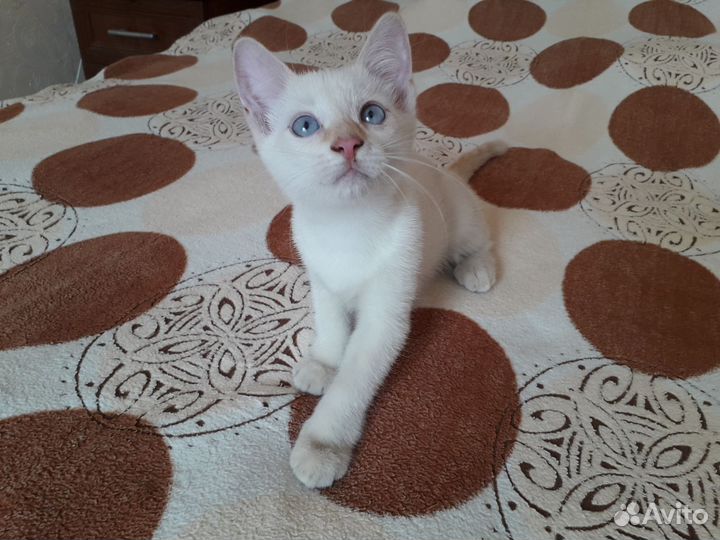 Меконгский бобтейл