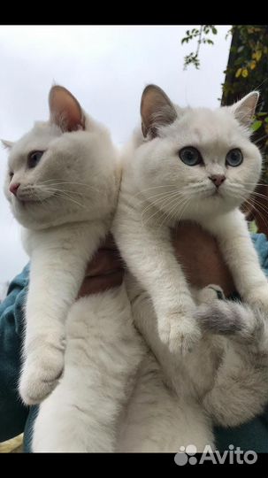 Британские котята короткошерстные