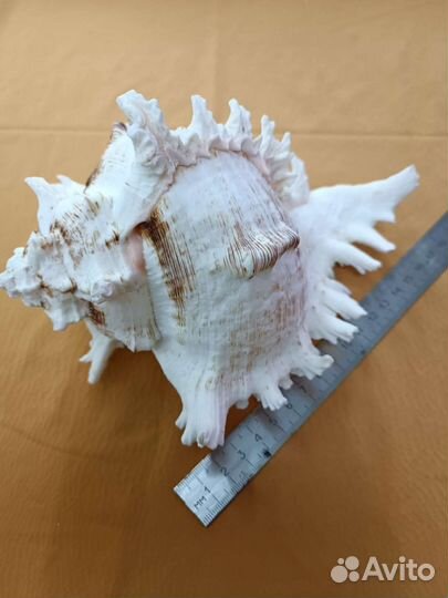 Ракушка морская большая
