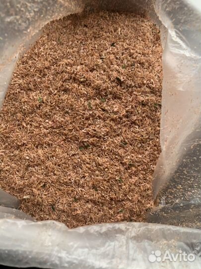 Гаммарус сухой