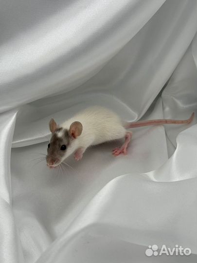 Крыса крысята питомник Москва
