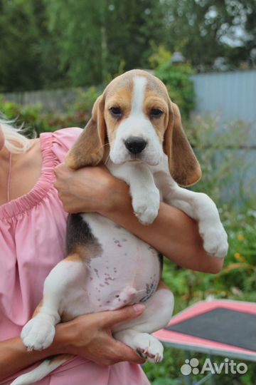 Отличные щенки бигля с документами РКФ