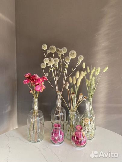 Мордовник шароголовый семена