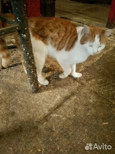 Барсик ищет дом