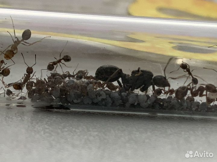 Муравьи Инкубатор для муравьев Ферма для муравьев