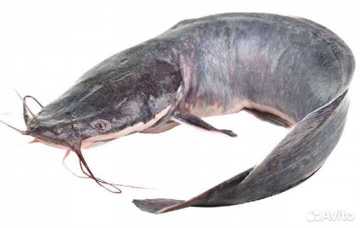 Африканский сом