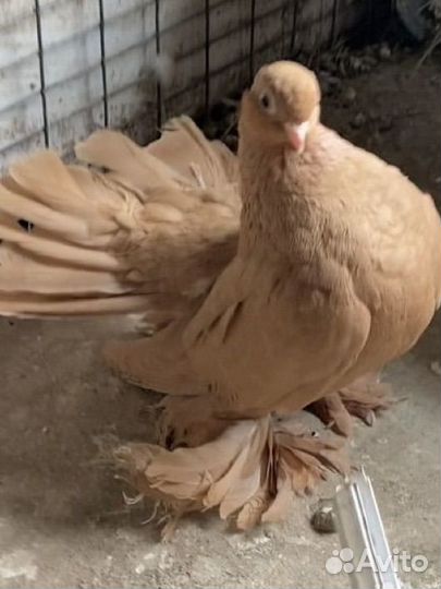 Статные голуби