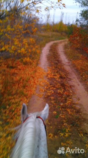 Прогулки на пони и лошадях, фотосессии