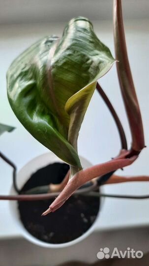 Филодендрон краснеющий