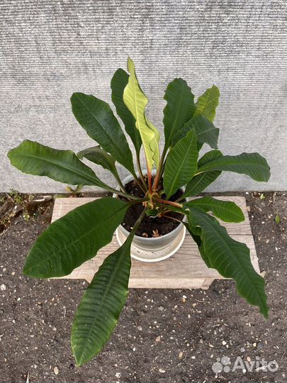 Молочай с горшком