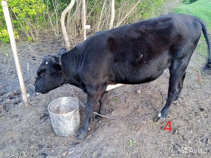 Продаем коров