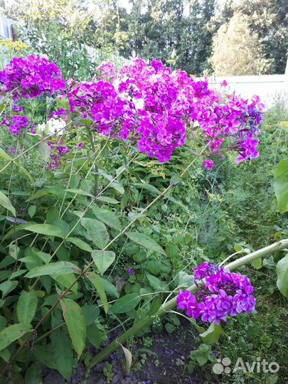 Флоксы многолетние, гипсафила, ромашка садовая