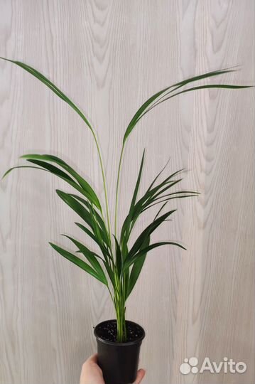 Комнатные растения 85