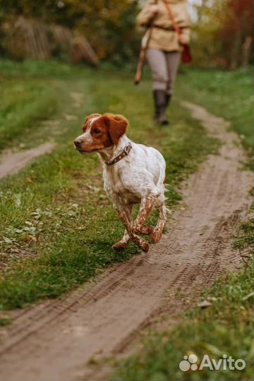 Бретонский эпаньоль