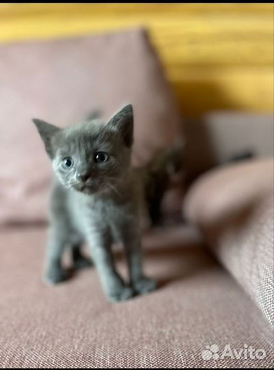 Котята Корниш Рекса