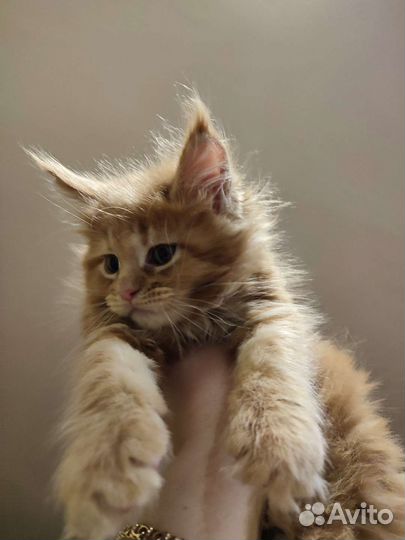 Котята мэйн-кун