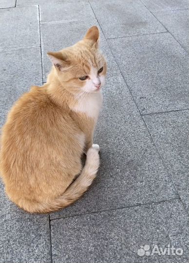 Кошки в добрые руки