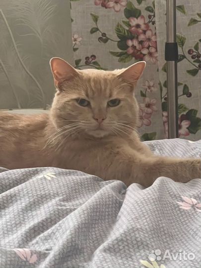 Потерялся кот