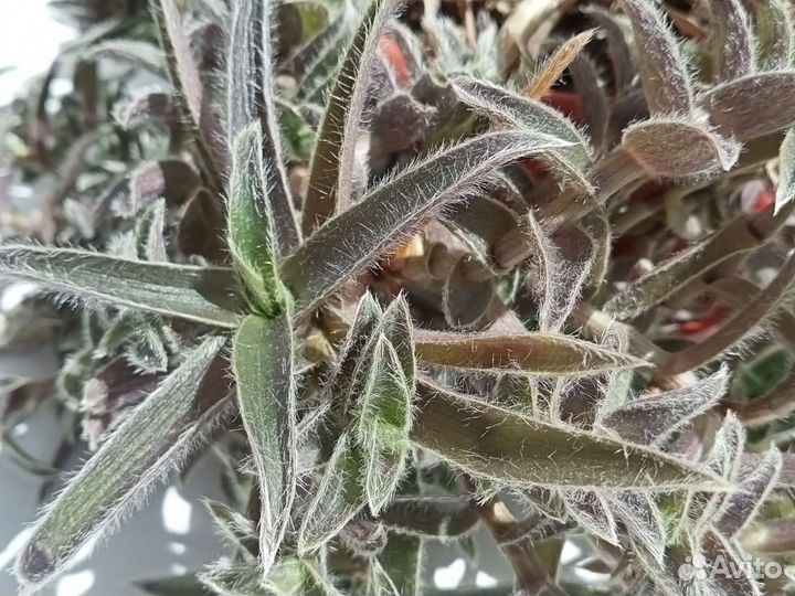 Традесканция Цианотис