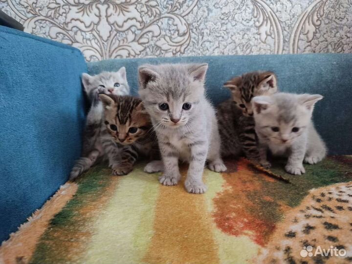 Кошки шотландцы