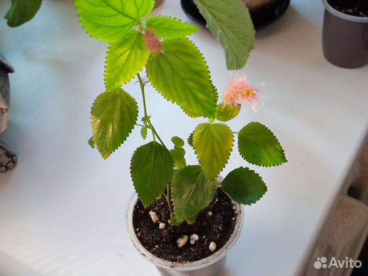 Акалифа лисий хвост