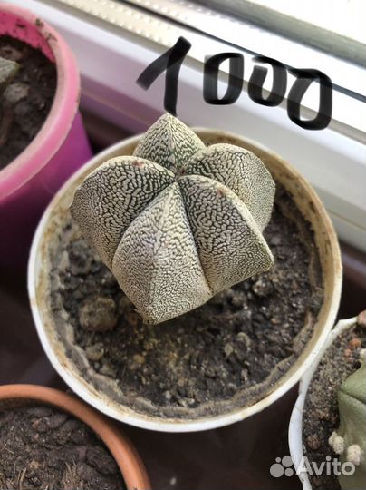 Кактусы редкие