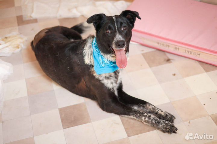 Спасите Кольта из приюта плохо ходит