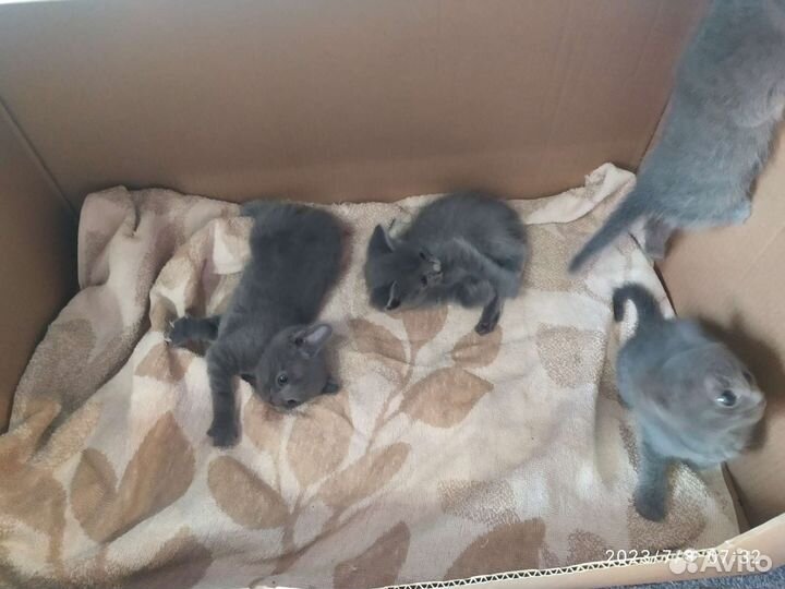 Котята в добрые руки