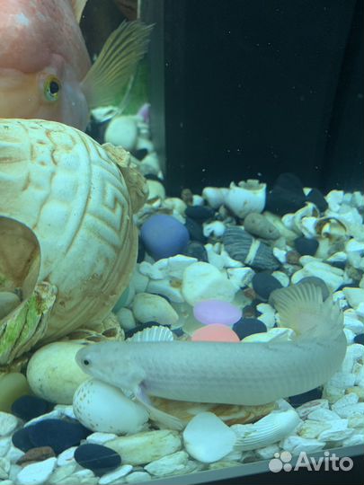 Полиптерус сенегальский