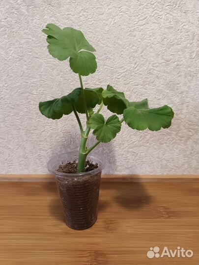 Пеларгония герань