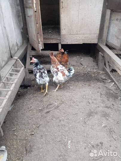 Куры и петухи