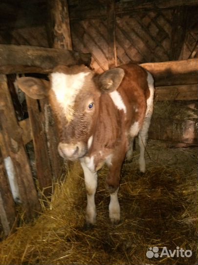 Телята бычки