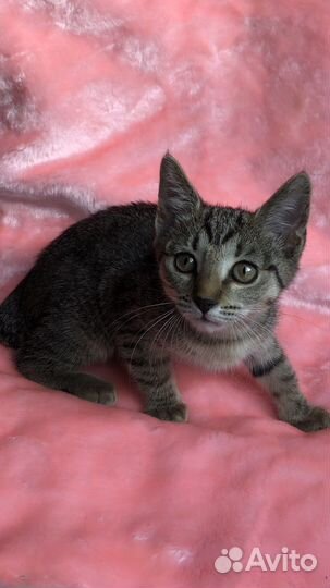 Котенок леопардового окраса в дар ищет дом