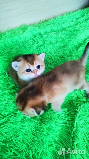 Золотые котята