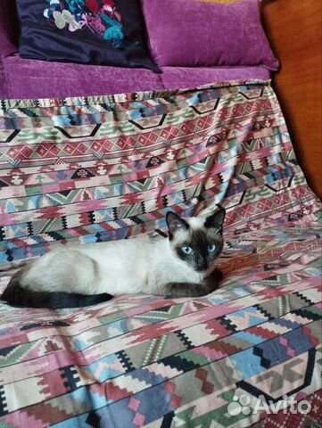 Кошечка в добрые ручки