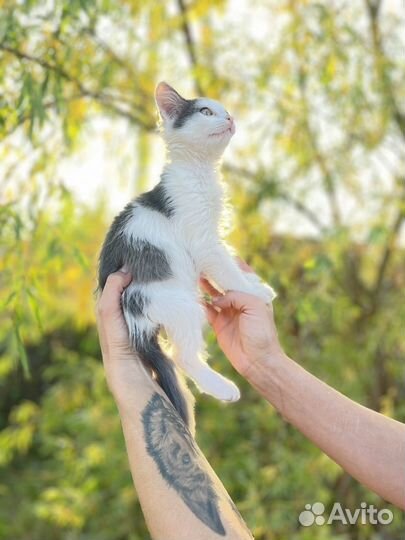 Отдам котенка в добрые руки