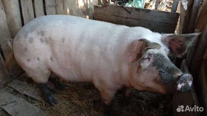 Поросята ландрас дюрок