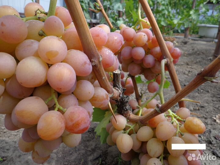 Саженцы винограда: 4 сорта (смотрите описание)