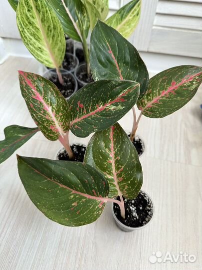 Аглаонема детки