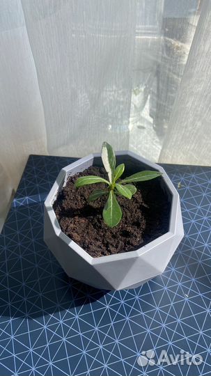 Адениум черно красный окрас