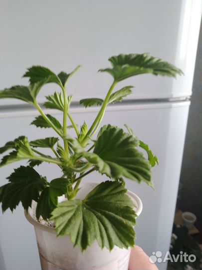 Королевская пеларгония Империал