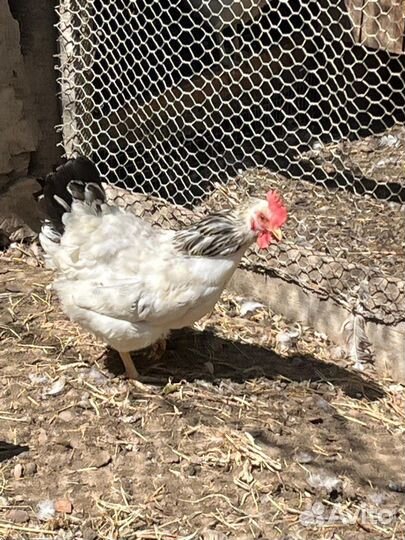 Куры несушки